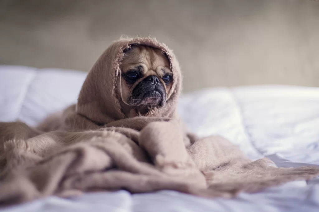 Sleepy Pug under a blanket