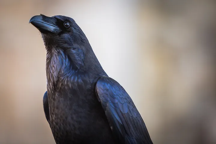 Close up of a raven