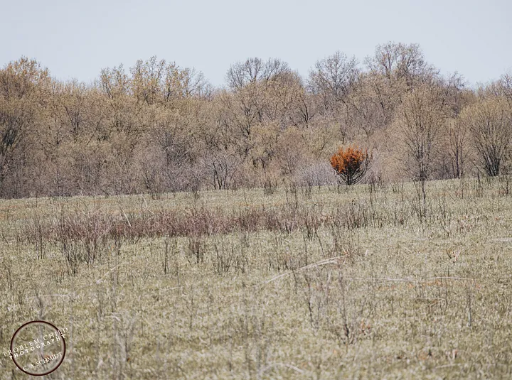 An autumn field with a lone red-leafed tree