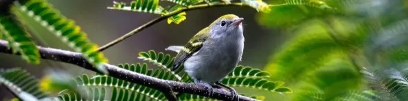 Close up of a bird in a tree