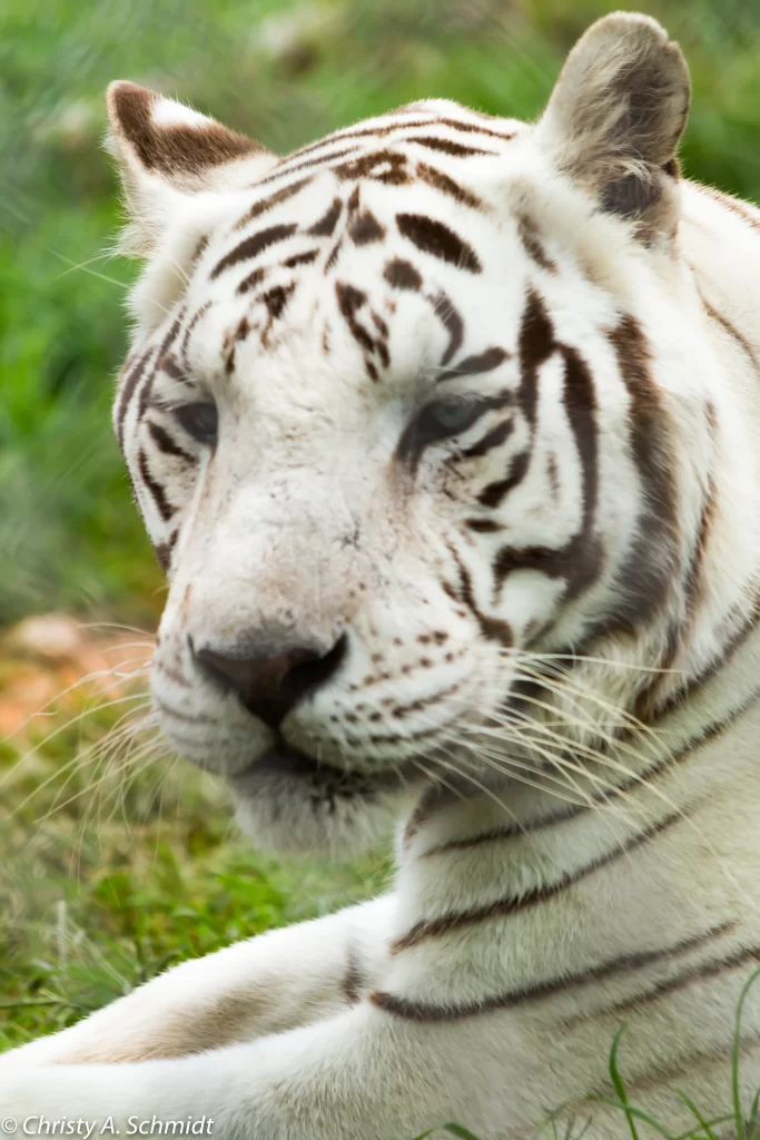 Close up of a white tiger penned at a sanctuary.