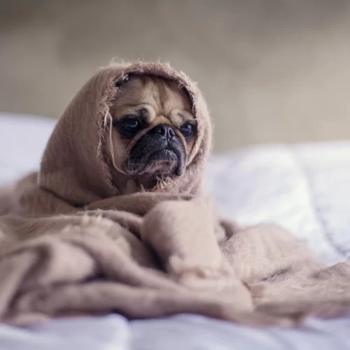 Sleepy Pug under a blanket