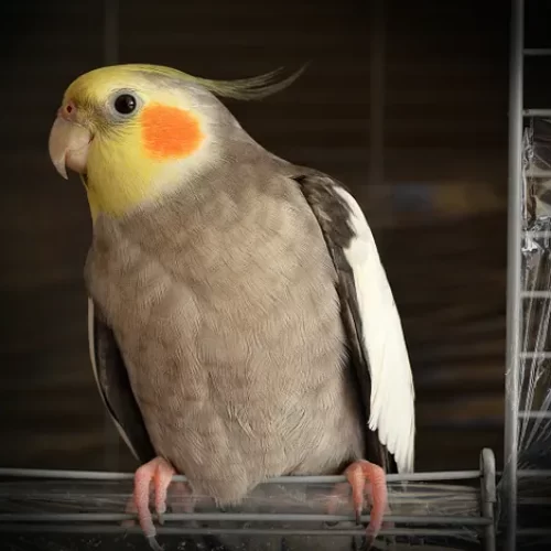 Cockatiel