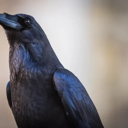 Close up of a raven