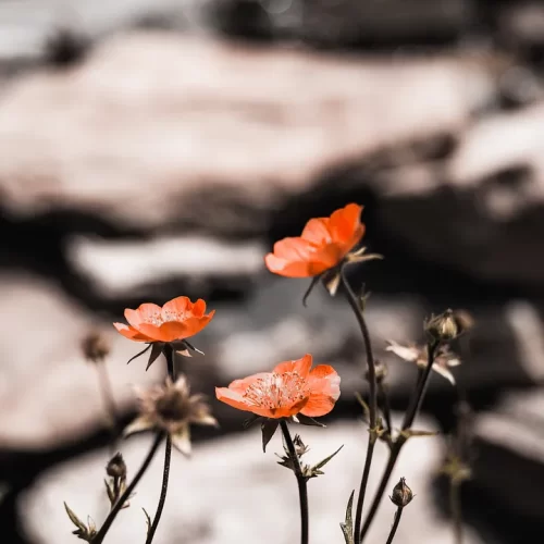 Macro image of tiny orange flowers against a monochrome background