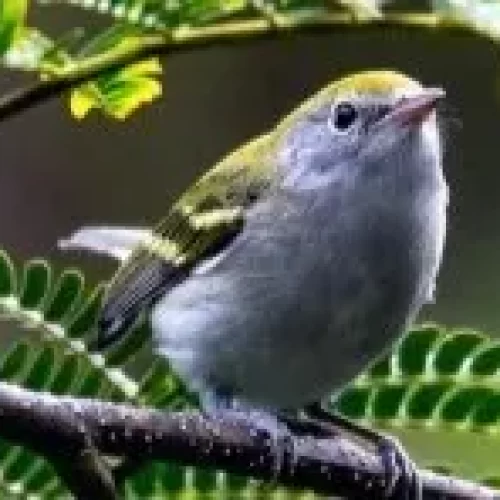 Close up of a bird in a tree