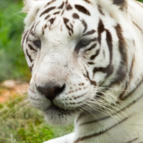 Close up of a white tiger penned at a sanctuary.